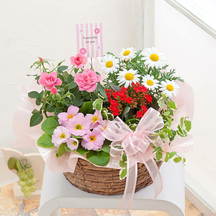 楽天市場 春の寄せ鉢 スプリング ハーモニー 鉢植え 花鉢 鉢花 フラワー ギフト 花 プレゼント お祝い 記念 贈り物 サプライズ 誕生日 結婚記念 開店祝い 送別会 歓送迎会 新築祝い 発表会 イイハナ ドットコム 楽天市場 春の寄せ鉢 スプリング ハーモニー 鉢植え 花鉢 鉢花 フラワー ギフト 花 プレゼント お祝い 記念 贈り物 サプライズ 誕生日 結婚記念 開店祝い 送別会 歓送迎会 新築祝い 発表会 イイハナ ドットコム