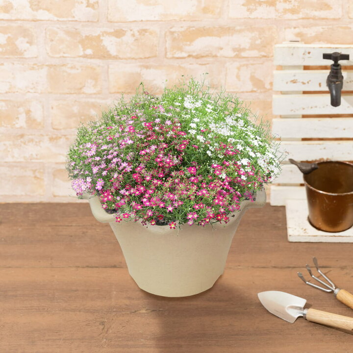 楽天市場 4 25 お届け 初夏の花 鉢植え 星のカーニバル フラワー ギフト 花 プレゼント お祝い 記念 贈り物 サプライズ 誕生日 結婚記念 開店祝い 送別会 歓送迎会 新築祝い 発表会 イイハナ ドットコム