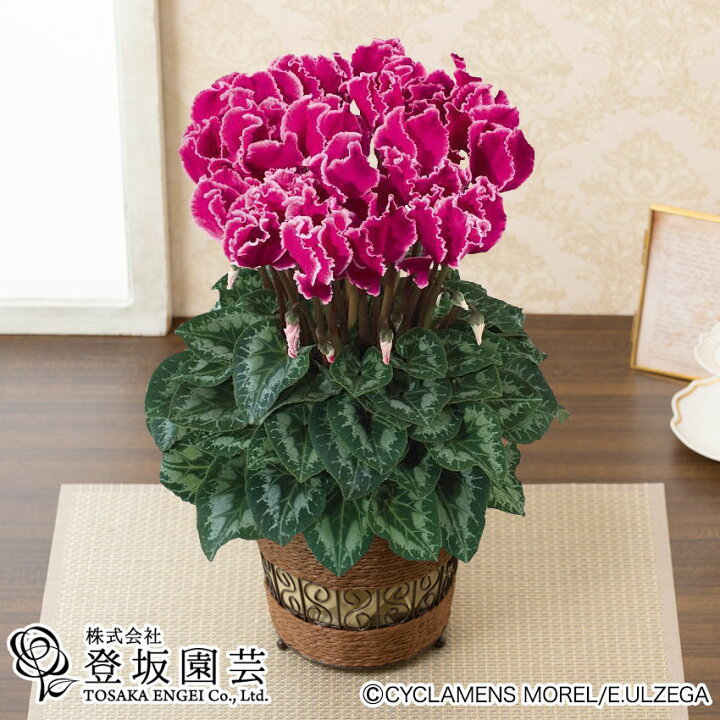 楽天市場 冬ギフト 鉢植え シクラメン 5号 ハリオスカーリーマゼンダウィズエッジ 花鉢 鉢花 フラワー ギフト 花 送料無料 プレゼント お祝い 記念 贈り物 サプライズ 誕生日 結婚祝い 結婚記念日 開店祝い 送別会 歓送迎会 新築祝い 還暦祝い 定年 発表会 イイハナ