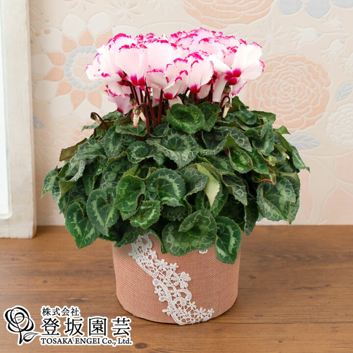 楽天市場 冬ギフト 鉢植え シクラメン 5号 ビクトリア 花鉢 鉢花 フラワー ギフト 花 送料無料 プレゼント お祝い 記念 贈り物 サプライズ 誕生日 結婚祝い 結婚記念日 開店祝い 送別会 歓送迎会 新築祝い 還暦祝い 定年 発表会 イイハナ ドットコム