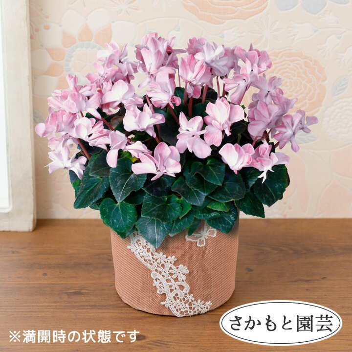 楽天市場 冬ギフト 鉢植え ふんわりシクラメン 5号 ウィンクシャワーレッド 八重咲き ピンク 花鉢 鉢花 フラワー ギフト 花 送料無料 プレゼント お祝い 記念 贈り物 サプライズ 誕生日 結婚祝い 結婚記念日 開店祝い 送別会 歓送迎会 新築祝い 還暦祝い 定年 発表会