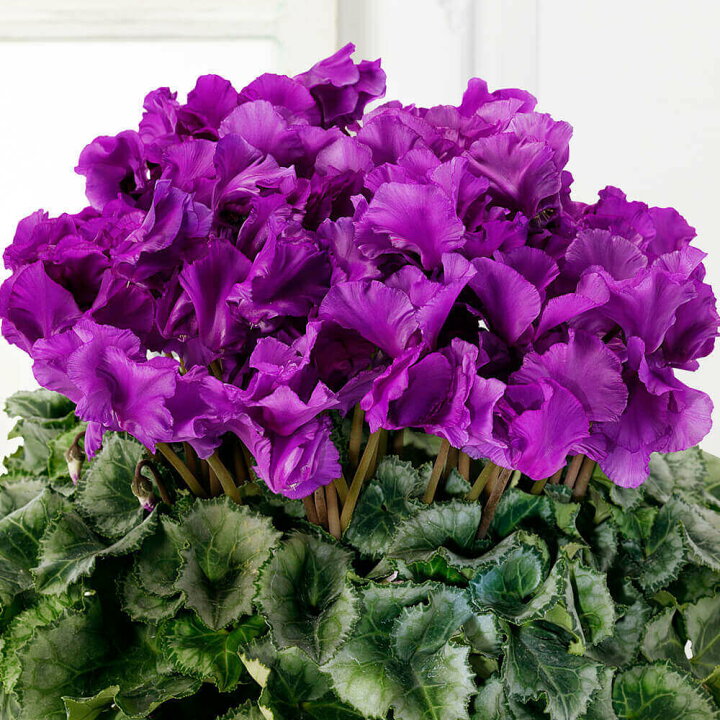 楽天市場 冬ギフト 鉢植え シクラメン 5号 モルフォ ブルーシクラメン 紫 花鉢 鉢花 フラワー ギフト 花 送料無料 プレゼント お祝い 記念 贈り物 サプライズ 誕生日 結婚祝い 結婚記念日 開店祝い 送別会 歓送迎会 新築祝い 還暦祝い 定年 発表会 希少品種 イイハナ