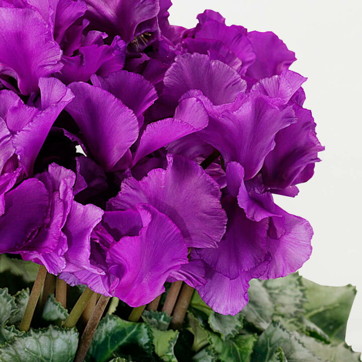 楽天市場 冬ギフト 鉢植え シクラメン 5号 モルフォ ブルーシクラメン 紫 花鉢 鉢花 フラワー ギフト 花 送料無料 プレゼント お祝い 記念 贈り物 サプライズ 誕生日 結婚祝い 結婚記念日 開店祝い 送別会 歓送迎会 新築祝い 還暦祝い 定年 発表会 希少品種 イイハナ