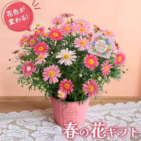 鉢植え 花 ギフト 花鉢 春の花 鉢 マーガレット 「花色が変わるマーガレット ストロベリーホイップ」 5号 プレゼント 誕生日 記念日 お祝い グラデーションカラー 花 フラワー 鉢花 春 2024