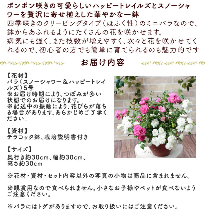 楽天市場】鉢植え 花 ギフト「ミニバラ スノーシャワー／ハッピー 