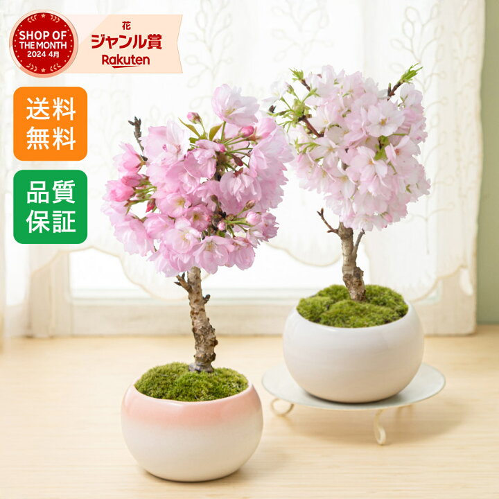 楽天市場】桜 春の花 盆栽「はんなり桜 選べる2色 ピンク/ホワイト 
