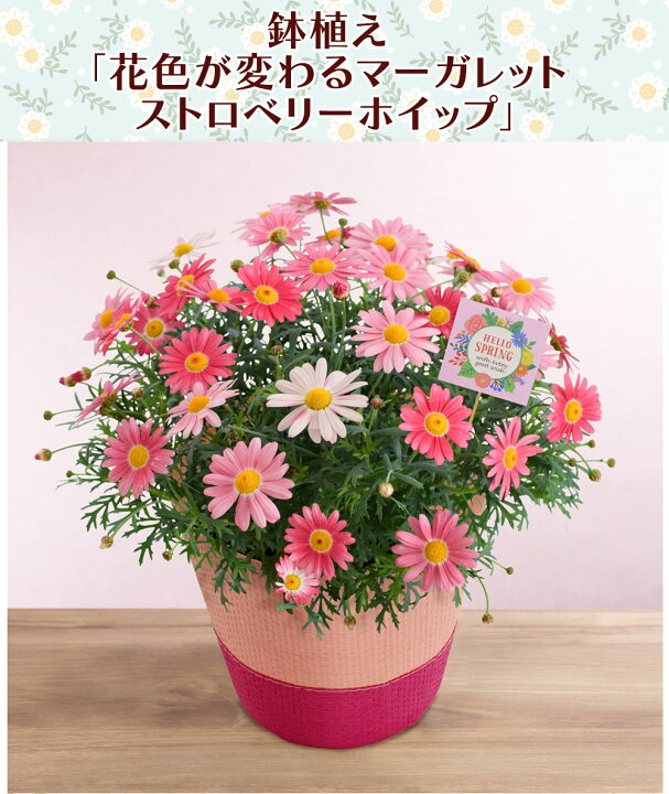 楽天市場】マーガレット 鉢植え 春の花 鉢植え「花色が変わる 