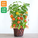ほおずき 鉢植え 初夏の花 鉢植え「ほおずき」 5号 ガーデニング ギフト プレゼント 誕生日 記念日 お祝い 感謝 お礼 ほうずき 朱色 オレンジ 夏 庭 玄関 屋外 家族 フラワー 鉢 鉢花 花鉢 初夏 送料無料 2025