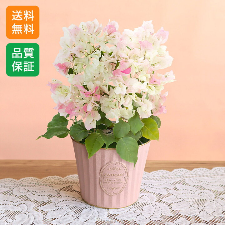 楽天市場】ブーゲンビリア 鉢植え 初夏の花 鉢植え「ブーゲンビリア 