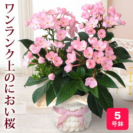 花 誕生日「天然アロマの贈り物 におい桜 ココ」 秋の花 冬の花 ギフト プレゼント 5号 記念日 お祝い 感謝 お礼 人気 香り かわいい 産地直送 フラワー 鉢植え 鉢 鉢花 花鉢 冬 12月 季節 イイハナドットコム