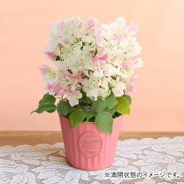 楽天市場】ブーゲンビリア ピンクの通販