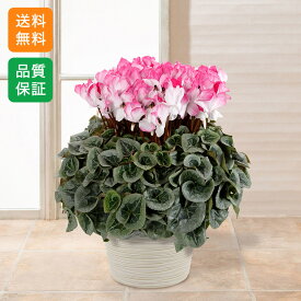 シクラメン 鉢植え 誕生日 冬の花 ギフト プレゼント 「プレミアムシクラメン　ピアス」 6号 送料無料 お歳暮 記念日 お祝い 感謝 お礼 ラベンダー 玄関 窓辺 リビング テーブル 室内 屋内 和室 洋室 フラワー 鉢 鉢花 花鉢 冬
