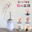 桜 鉢植え 盆栽 「選べる6種」 花 春の花 盆栽 入学 卒業 新生活 ギフト プレゼント 誕生日記念日 お祝い 感謝 お礼 屋外 玄関 フラワー 鉢 鉢花 花鉢 春 「風流桜/しだれ桜/南殿桜/御殿場桜/南殿桜＆旭山桜2本/桜の苔玉」父 母 娘 家族