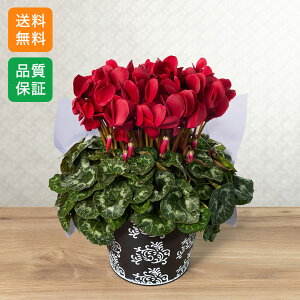 VN A a ~̉ Mtg v[g uv~AVN@}JVRv 5  Ε LO j   bh   rO e[u  