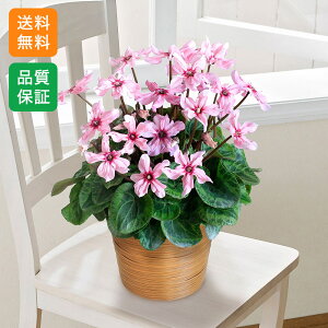 A  a uVN C[WA/Nv H̉ Mtg v[g 4 LO j   j 킢 t[   Ԕ 10 11 G CCnihbg