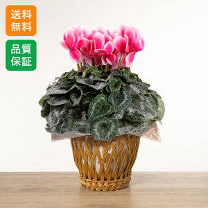 VN A a ~̉ Mtg v[g uVN@bvsNv 5 Ε LO j   sN    rO e[u   a m  O