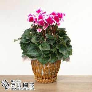 VN Iׂ6 Yn A a 5j RJ ~̉ Mtg v[g uVN ̓T[sN/ ނ炳oCJ[/ CbNtv