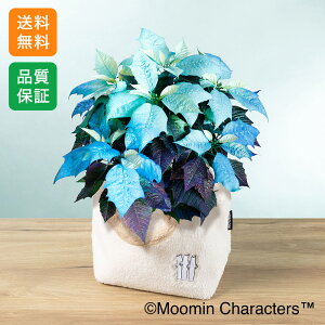 |CZ`A MOOMIN  ~̉ Mtg v[g Aujj@|CZ`Av  5 a LO j   t[   Ԕ