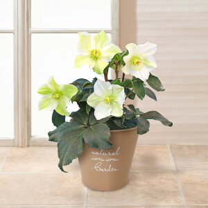 񂹐A  [Y o ~̉ Mtg v[g AuNX}X[Y@XKN@sReB/zCg/bhv 5 a NX}XMtg NX}Xv[g LO j 