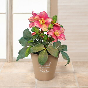 񂹐A  [Y o ~̉ Mtg v[g AuNX}X[Y@XKN@sReB/zCg/bhv 5 a NX}XMtg NX}Xv[g LO j 