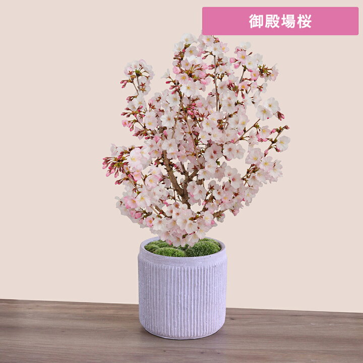 桜 鉢植え 盆栽 選べる6種 花 盆栽 春 風流桜 しだれ桜 南殿桜 御殿場桜 南殿桜 旭山桜2本 桜の苔玉 イイハナ・ドットコム