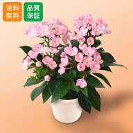 花 誕生日「天然アロマの贈り物 におい桜 ココ」 秋の花 ギフト プレゼント 5号 記念日 お祝い 感謝 お礼…