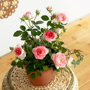 バラ 鉢植え 期間限定「ホワイトピーチオベーション」 花 ギフト 誕生日 結婚記念 プレゼント お祝い 花鉢 記念 鉢花 5号 フラワーギフト 贈り物 開店祝い