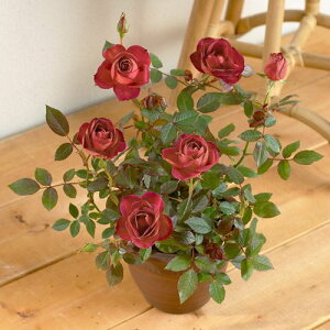 バラ 鉢植え 花鉢 誕生日「ミニバラ コーヒーオベーション」 花フラワー ギフト 珍しい ばら プレゼント お祝い 記念 贈り物 サプライズ 誕生日 結婚記念 開店祝い 新築祝い 発表会 鉢花 薔