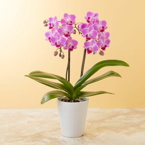 yAEԔzue[u~fBӒ2{(sNjv  Mtg a LO v[g j Ԕ LO  t[Mtg 蕨 ސE JXj ʉ } N ސE 