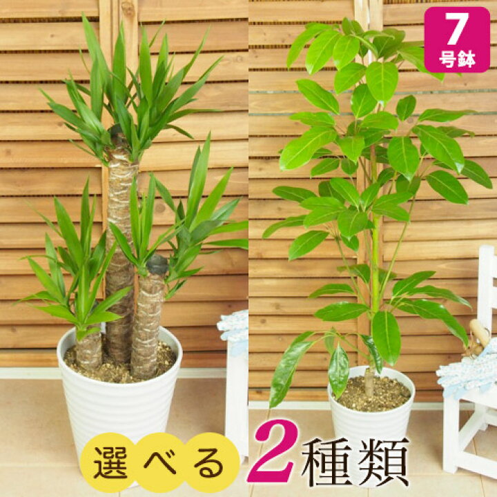 楽天市場 観葉植物 選べる2種類 ユッカ シェフレラ アルパイン 7号 インテリア グリーン 観葉 鉢植え フラワー ギフト 花 プレゼント お祝い 記念 贈り物 サプライズ 誕生日 結婚記念 開店祝い 新築祝い おしゃれ 鉢 送別会 室内 屋外 イイハナ ドットコム