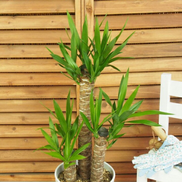 楽天市場】【観葉植物】「ドラセナ・ユッカ」7号 観葉植物 インテリア 