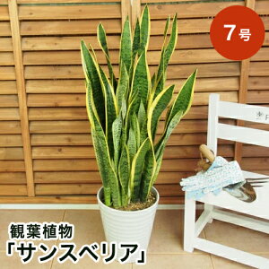 yϗtAzuTXxAv7 ϗtA CeA O[ ϗt A t[ Mtg  v[g j LO 蕨 TvCY a LO JXj Vzj  