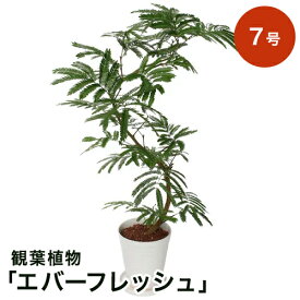 楽天市場 エバーフレッシュの通販