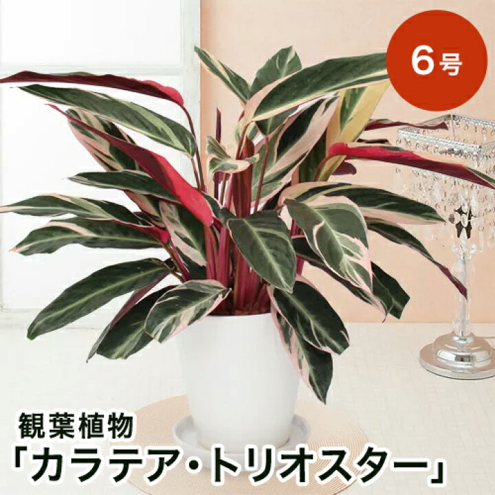 楽天市場 観葉植物 カラテア トリオスター 6号 観葉植物 インテリア グリーン 観葉 鉢植え フラワー ギフト 花 プレゼント お祝い 記念 贈り物 サプライズ 誕生日 結婚記念 開店祝い 新築祝い おしゃれ 鉢 送別会 室内 屋外 キフト イイハナ ドットコム