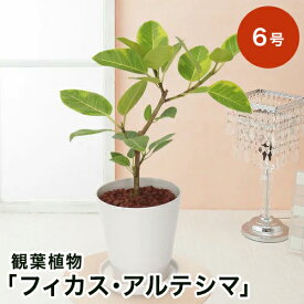 楽天市場 鉢植え 花 屋外の通販