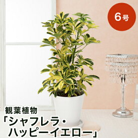 楽天市場 鉢植え 花 室内の通販