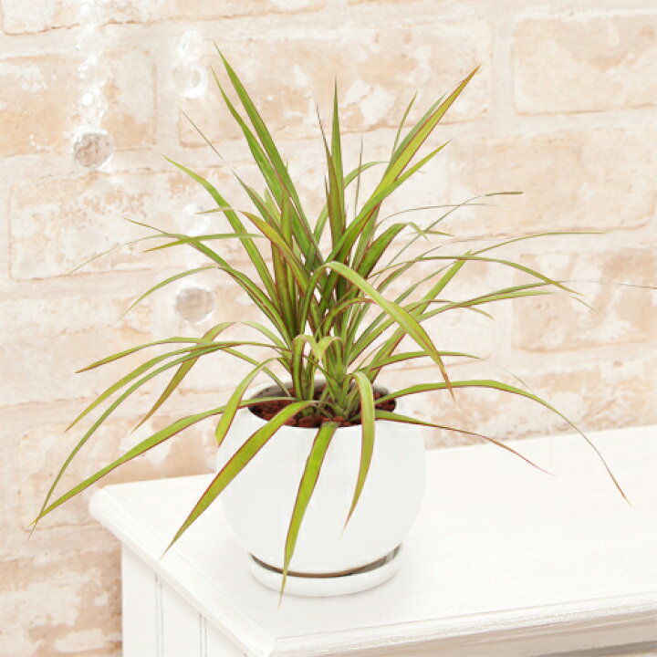 楽天市場 観葉植物 ドラセナ コンシンネ 観葉植物 インテリア グリーン 観葉 鉢植え フラワー ギフト 花 プレゼント お祝い 記念 贈り物 サプライズ 誕生日 結婚記念 開店祝い 新築祝い おしゃれ 鉢 送別会 室内 屋外 イイハナ ドットコム