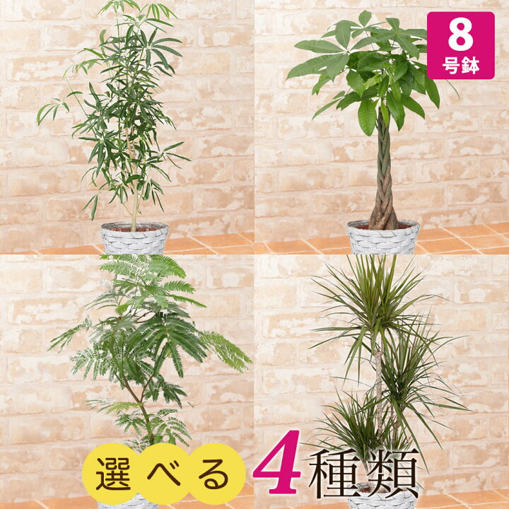 楽天市場 観葉植物 選べる4種類 シェフレラ パキラ エバーフレッシュ ドラセナ コンシンネ 8号 インテリア グリーン 観葉 鉢植え フラワー ギフト 花 プレゼント お祝い 記念 贈り物 サプライズ 誕生日 結婚記念 開店祝い 新築祝い おしゃれ 鉢 送別会 室内 屋外