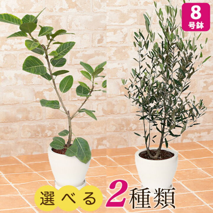 楽天市場】【観葉植物】選べる2種類 フィカス・アルテシマ/オリーブ 8 