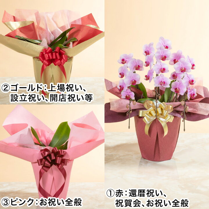 楽天市場】【胡蝶蘭】 鉢植え「ミディー胡蝶蘭3本立ち（赤リップ 
