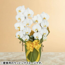 【胡蝶蘭】 鉢植え「大輪胡蝶蘭2本立ち（白）」 誕生日 結婚記念 プレゼント お祝い 花鉢 記念 鉢花 フラワーギフト 贈り物 開業 就任 昇進 栄転 設立 開店 定年 彼岸 お供え お悔やみ 法要 供花 葬儀 供養花 法事 お供え花 仏花