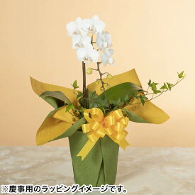 楽天市場 ミディ胡蝶蘭 1本の通販