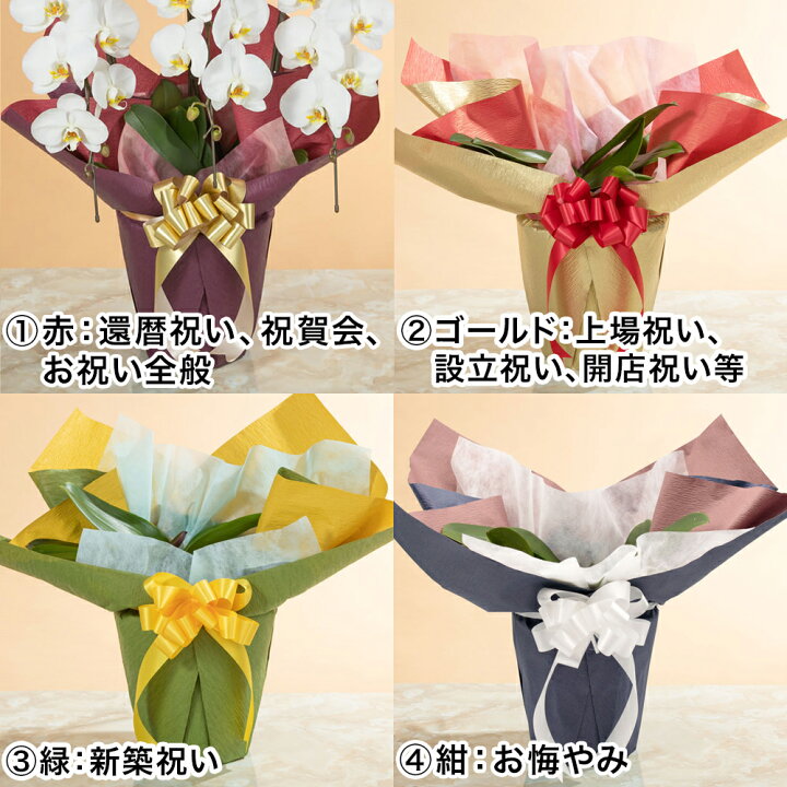 楽天市場】【胡蝶蘭】 鉢植え「ミディー胡蝶蘭3本立ち（白）」 誕生日 
