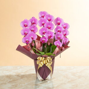 yӒz Au֌Ӓ3{isNj`X^_[hNX`v  Mtg a LO v[g j Ԕ LO  t[Mtg 蕨 J AC i h] ݗ 