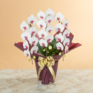 yӒz Au֌Ӓ3{iԃbvj`X^_[hNX`v  Mtg a LO v[g j Ԕ LO  t[Mtg 蕨 J AC i h] 