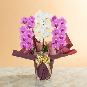 yӒz Au֌Ӓ3{igj`X^_[hNX`v  Mtg a LO v[g j Ԕ LO  t[Mtg 蕨 J AC i h] ݗ V