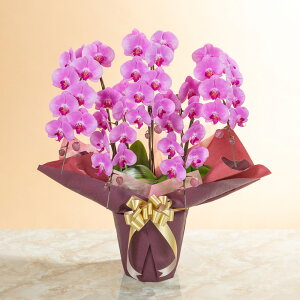 yӒz Au֌Ӓ5{isNj`X^_[hNX`v  Mtg a LO v[g j Ԕ LO  t[Mtg 蕨 J AC i h] ݗ 