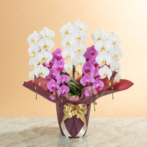 yӒz Au֌Ӓ5{igj`X^_[hNX`v  Mtg a LO v[g j Ԕ LO  t[Mtg 蕨 J AC i h] ݗ V