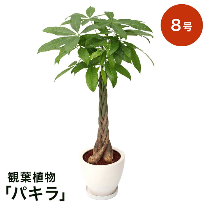 楽天市場 観葉植物 選べる4種類 シェフレラ パキラ エバーフレッシュ ドラセナ コンシンネ 8号 インテリア グリーン 観葉 鉢植え フラワー ギフト 花 プレゼント お祝い 記念 贈り物 サプライズ 誕生日 結婚記念 開店祝い 新築祝い おしゃれ 鉢 送別会 室内 屋外