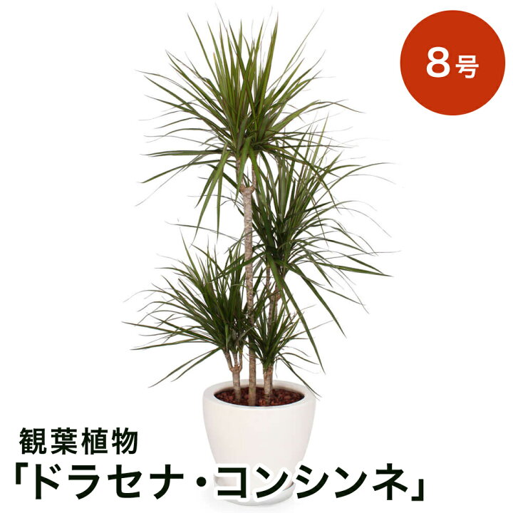 楽天市場 観葉植物 選べる4種類 シェフレラ パキラ エバーフレッシュ ドラセナ コンシンネ 8号 インテリア グリーン 観葉 鉢植え フラワー ギフト 花 プレゼント お祝い 記念 贈り物 サプライズ 誕生日 結婚記念 開店祝い 新築祝い おしゃれ 鉢 送別会 室内 屋外